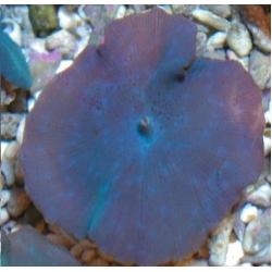 Дискосома синяя - одиночный полип (Discosoma blue)